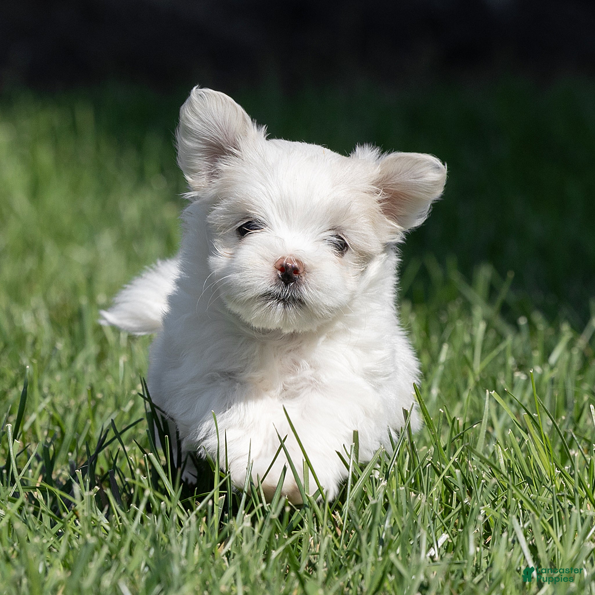 Maltese dogs for sale: Pearl Maltese  - Ad 2