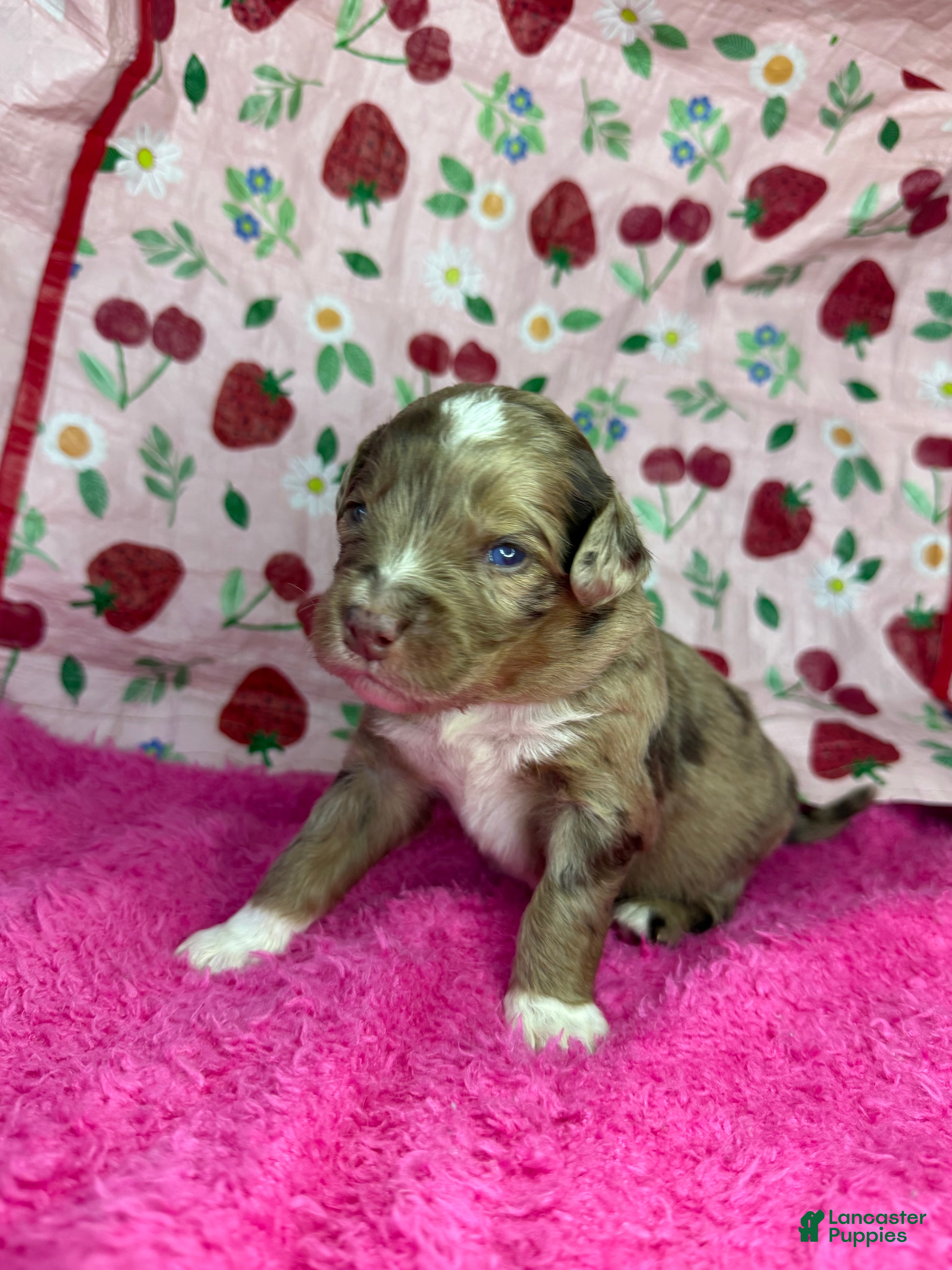 Mixed Breed dogs sweet heart  - Ad 3