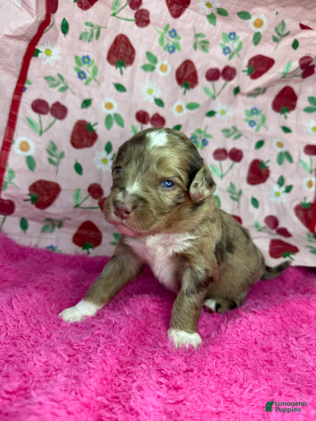 Mixed Breed dogs for sale: sweet heart  - Ad 1