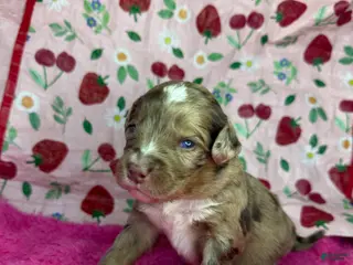 Mixed Breed dogs sweet heart - Ad 3