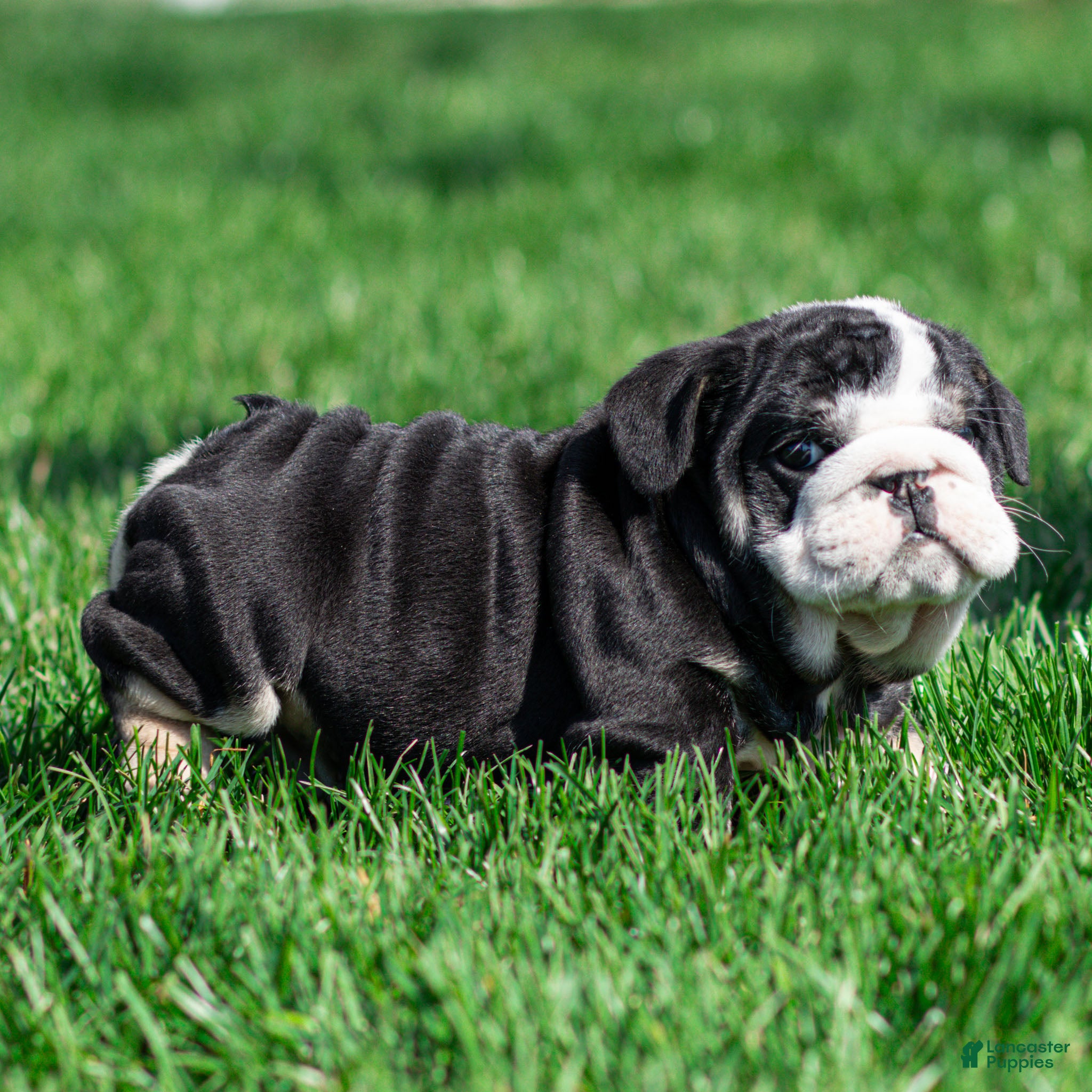 English Bulldog dogs Inky Shadow English Bulldog Puppy  - Ad 1