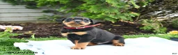 Rottweiler dogs for sale: Voyager - Ad 3