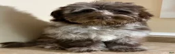 Mini Bernedoodle dogs for sale: 🩵IN BOSTON MASSACHUSETTS AREA🩵RARE CHOCOLATE MERLE🩵WITH BLUE/GREEN EYE🩵 - Ad 6