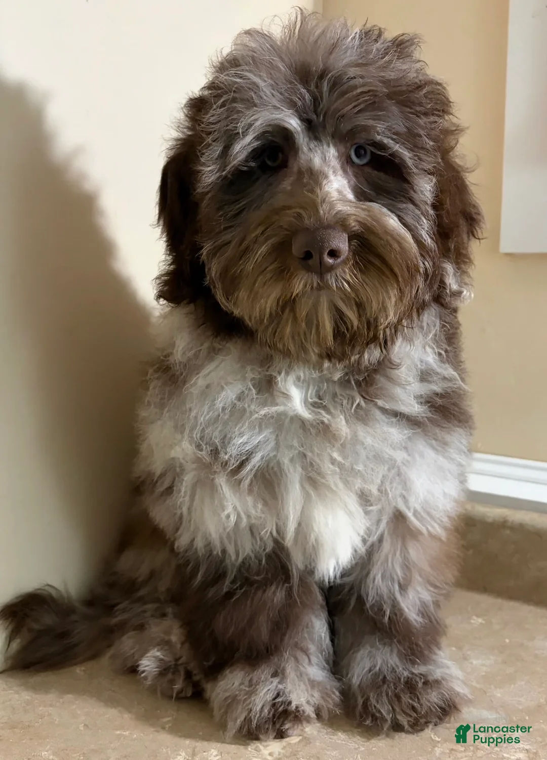 Mini Bernedoodle dogs for sale: 🩵IN BOSTON MASSACHUSETTS AREA🩵RARE CHOCOLATE MERLE🩵WITH BLUE/GREEN EYE🩵 - Ad 6