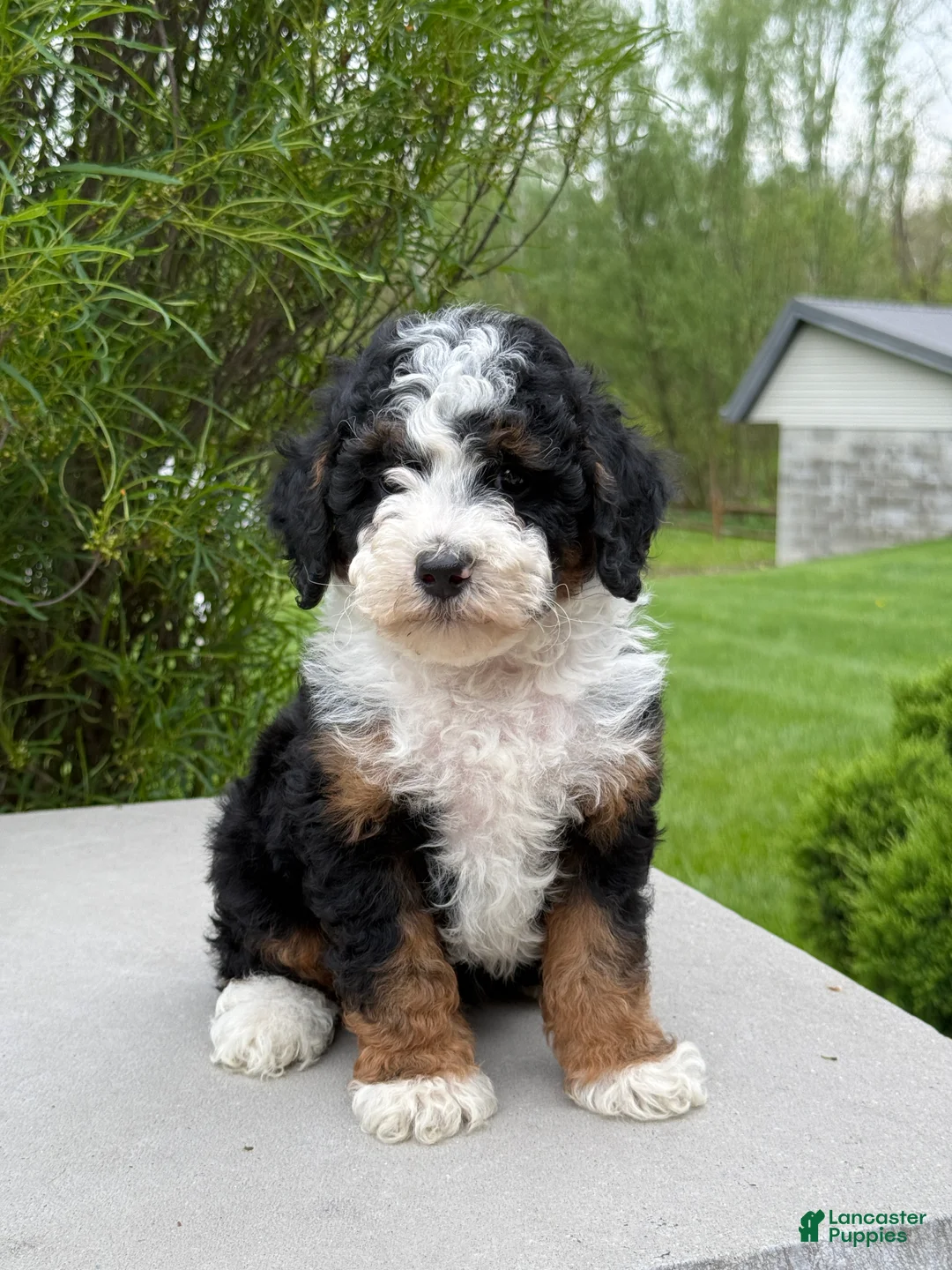 Miniature Poodle dogs for sale: Rory  - Ad 1