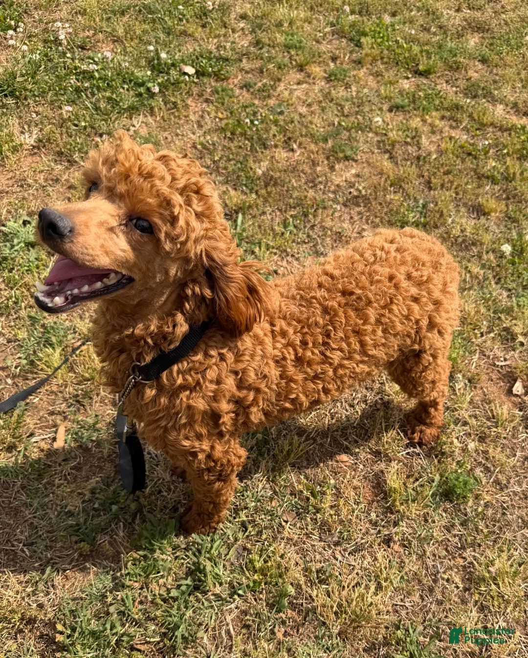 Miniature Poodle dogs for sale: Ernie - Ad 2