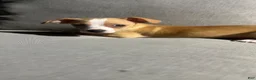 Chihuahua dogs for sale: Drake - Ad 4