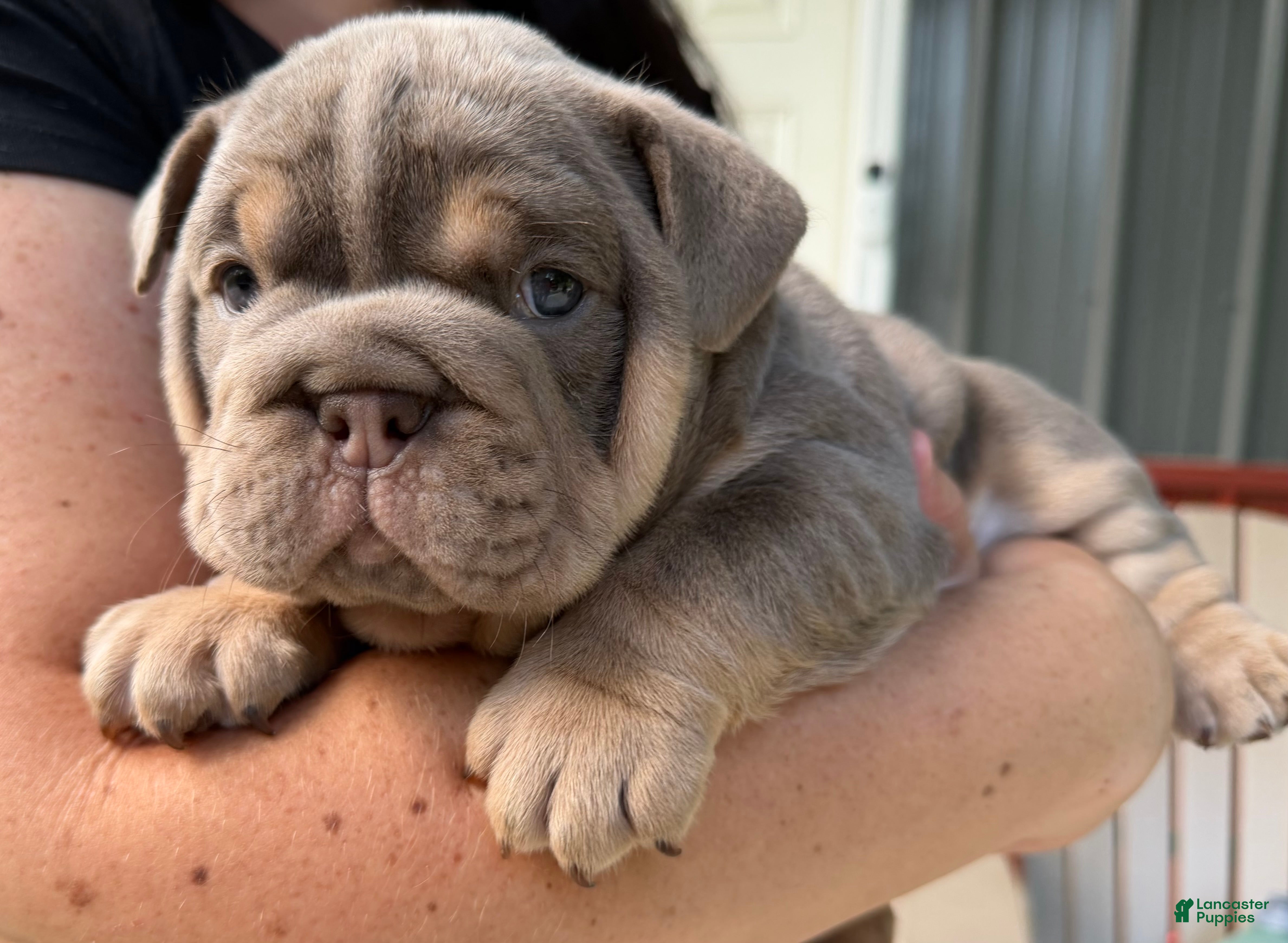 English Bulldog dogs Carmel - Ad 2