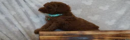 Miniature Poodle dogs for sale: Fiana - Ad 5
