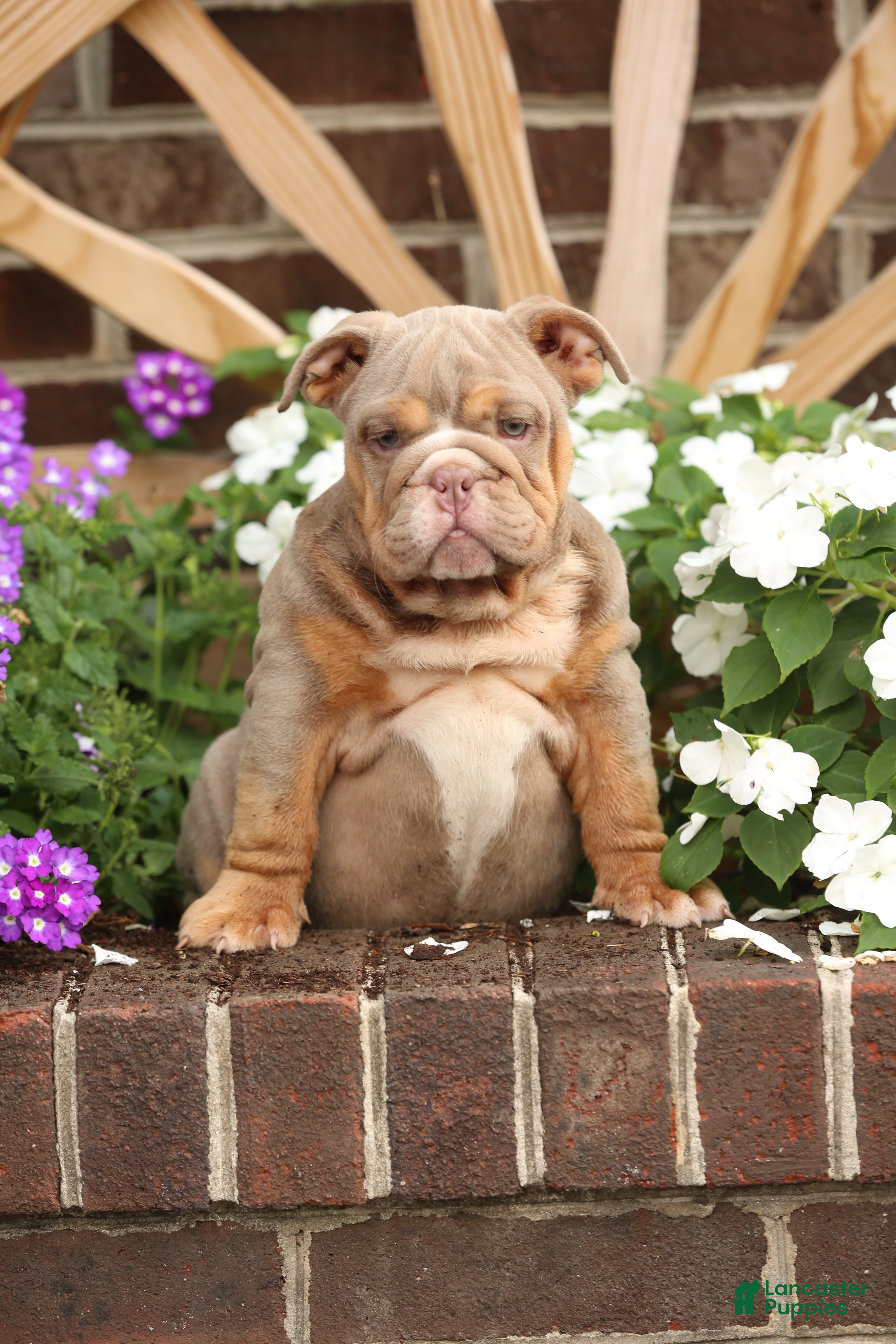 English Bulldog dogs for sale: Pumpkin - Ad 9