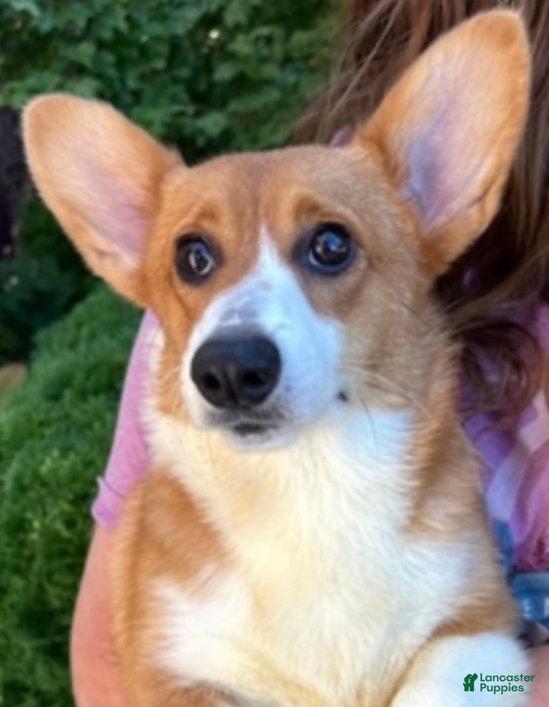 Welsh Corgi Pembroke dogs for sale: Welsh Corgi Pembroke Puppy 4 - Ad 1