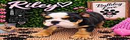 English Bulldog dogs for sale: Riley - Ad 5