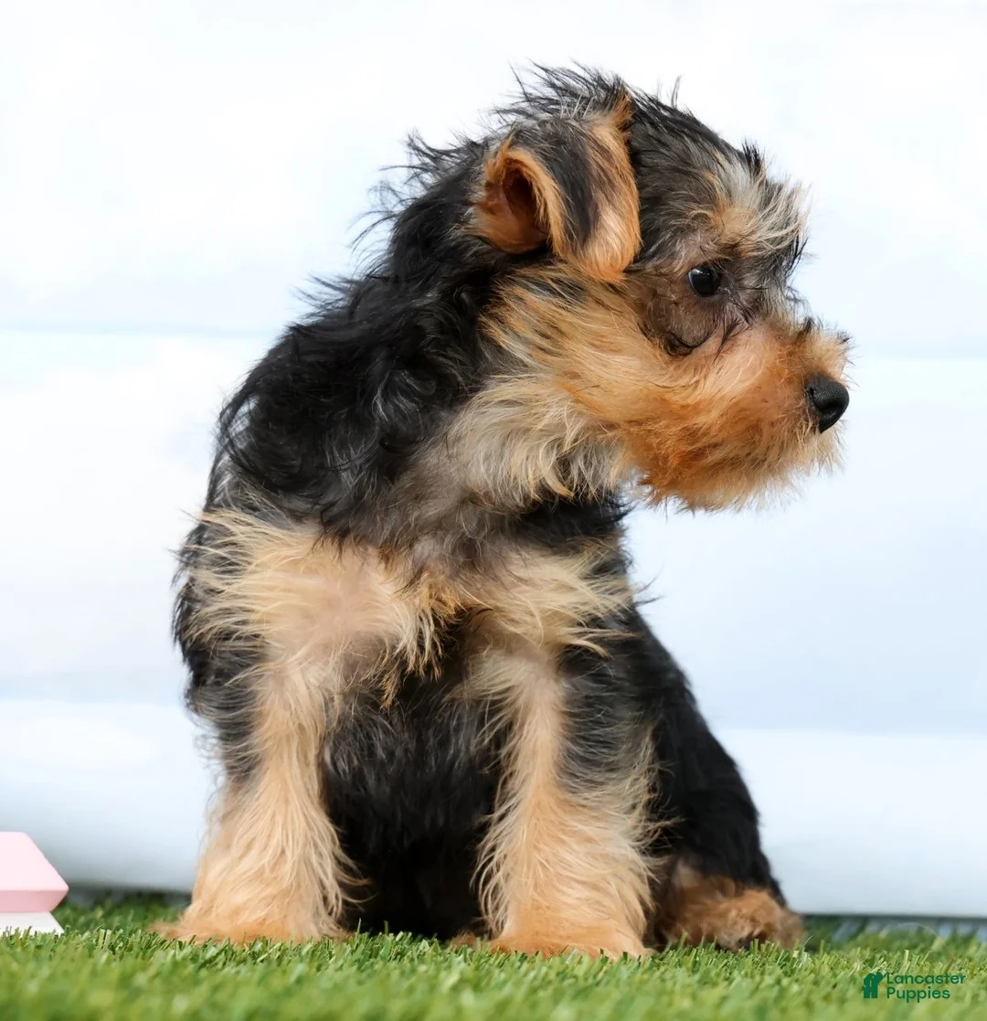 Yorkshire Terrier dogs for sale: Fozzie - Ad 2