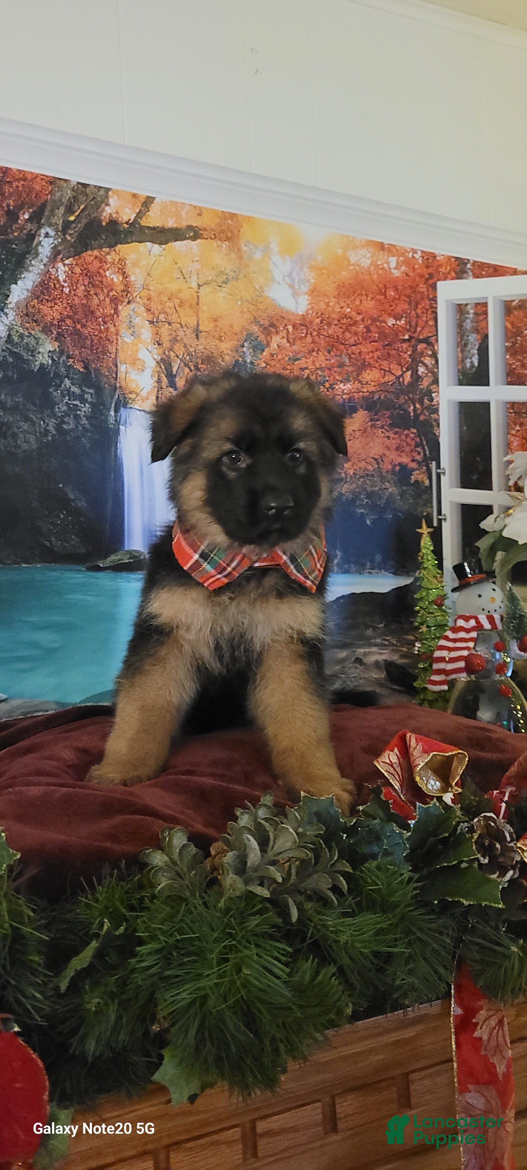 German Shepherd dogs Nicholas  - Ad 40