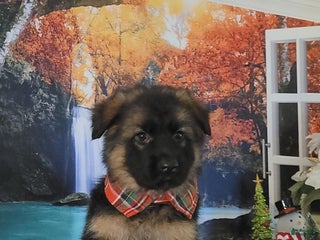 German Shepherd dogs Nicholas - Ad 40