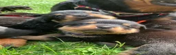 Rottweiler dogs for sale: Purple Female - Ad 8