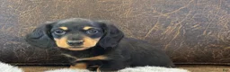 Miniature Dachshund dogs for sale: Mercy - Ad 2