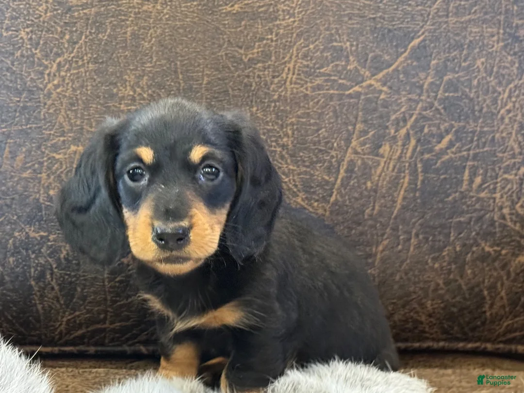 Miniature Dachshund dogs for sale: Mercy - Ad 2