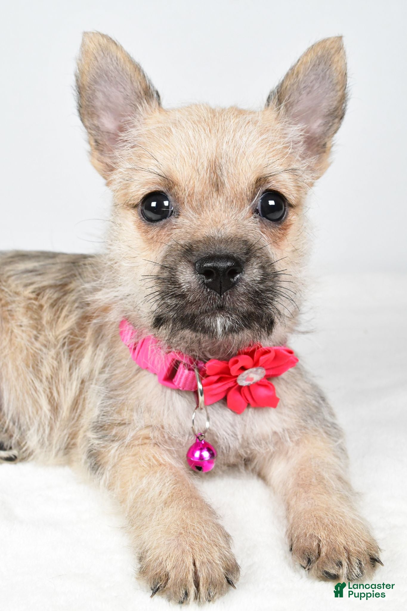 Cairn Terrier dogs Cassie - Ad 1
