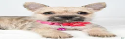 Cairn Terrier dogs for sale: Cassie - Ad 1