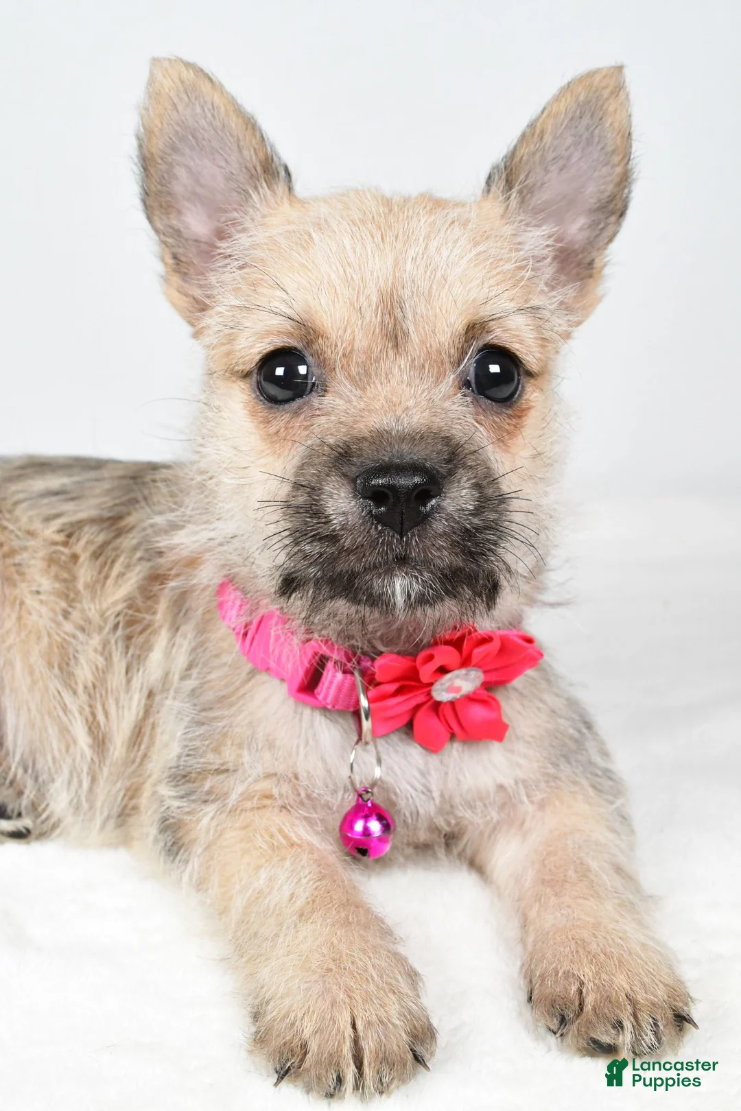 Cairn Terrier dogs for sale: Cassie - Ad 1
