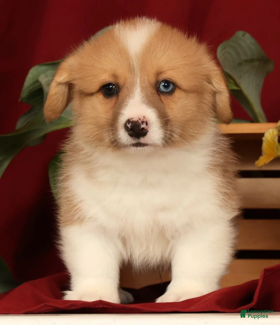 Welsh Corgi Pembroke dogs for sale: Jaime - Ad 2