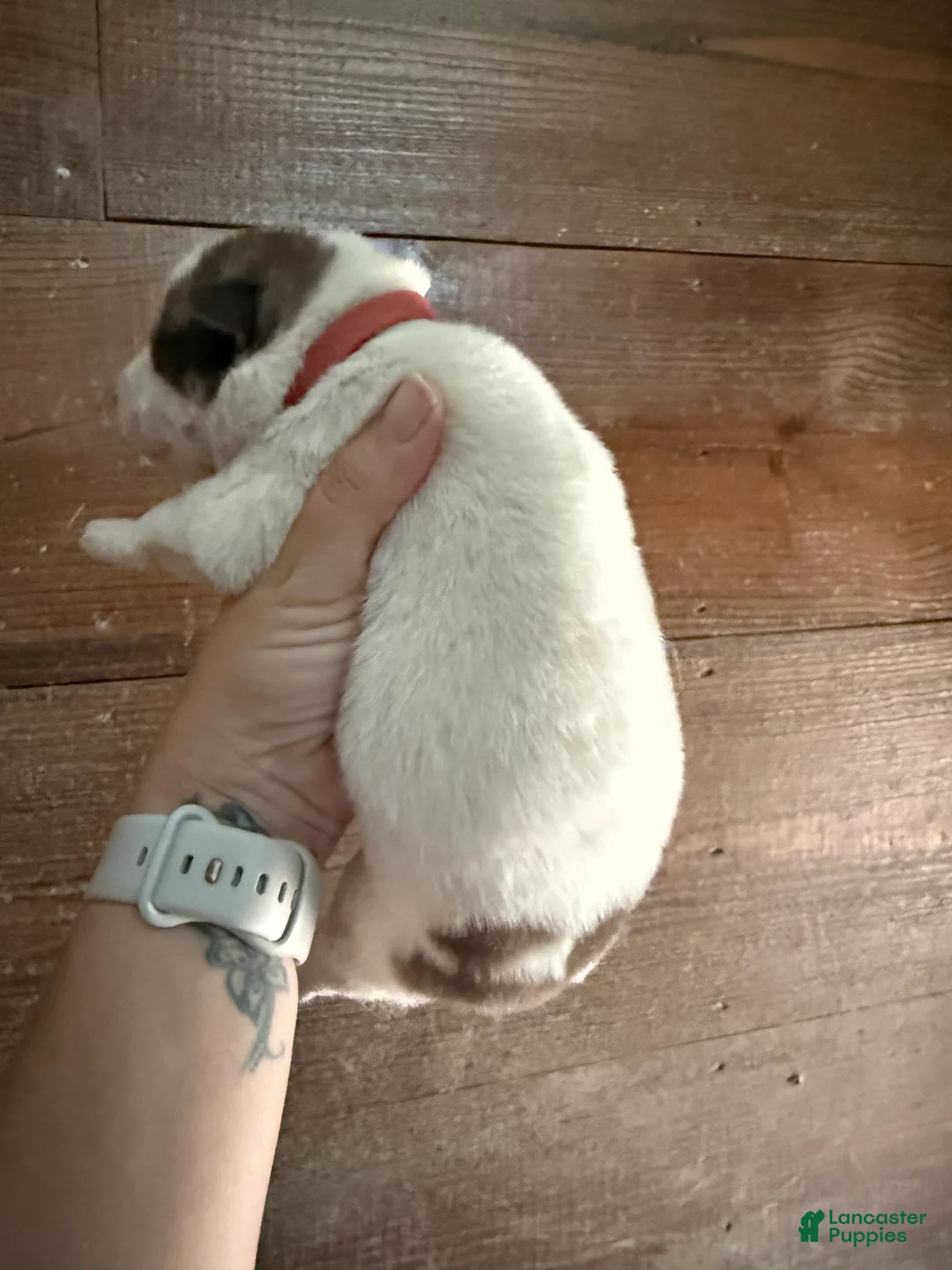 Gerberian Shepsky dogs for sale: Chief - Ad 2