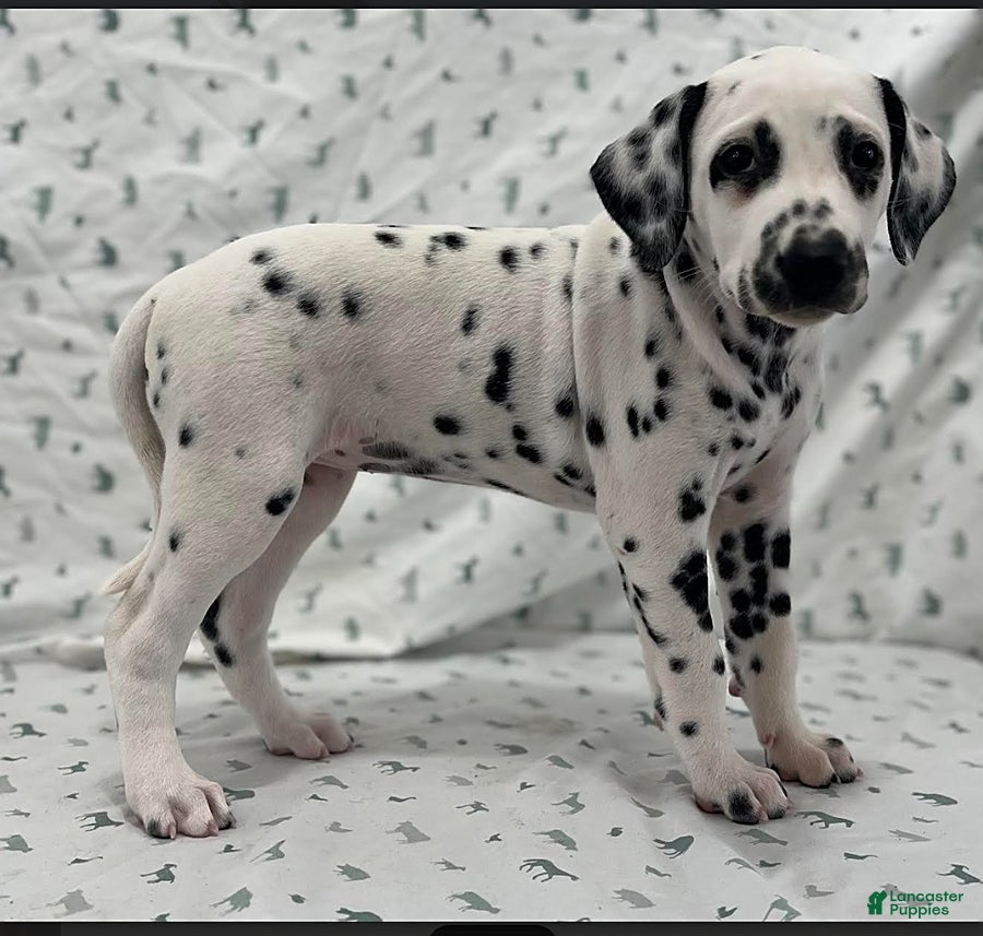 Dalmatian dogs Dana - Ad 2