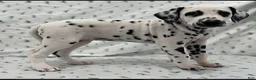 Dalmatian dogs for sale: Dana - Ad 2