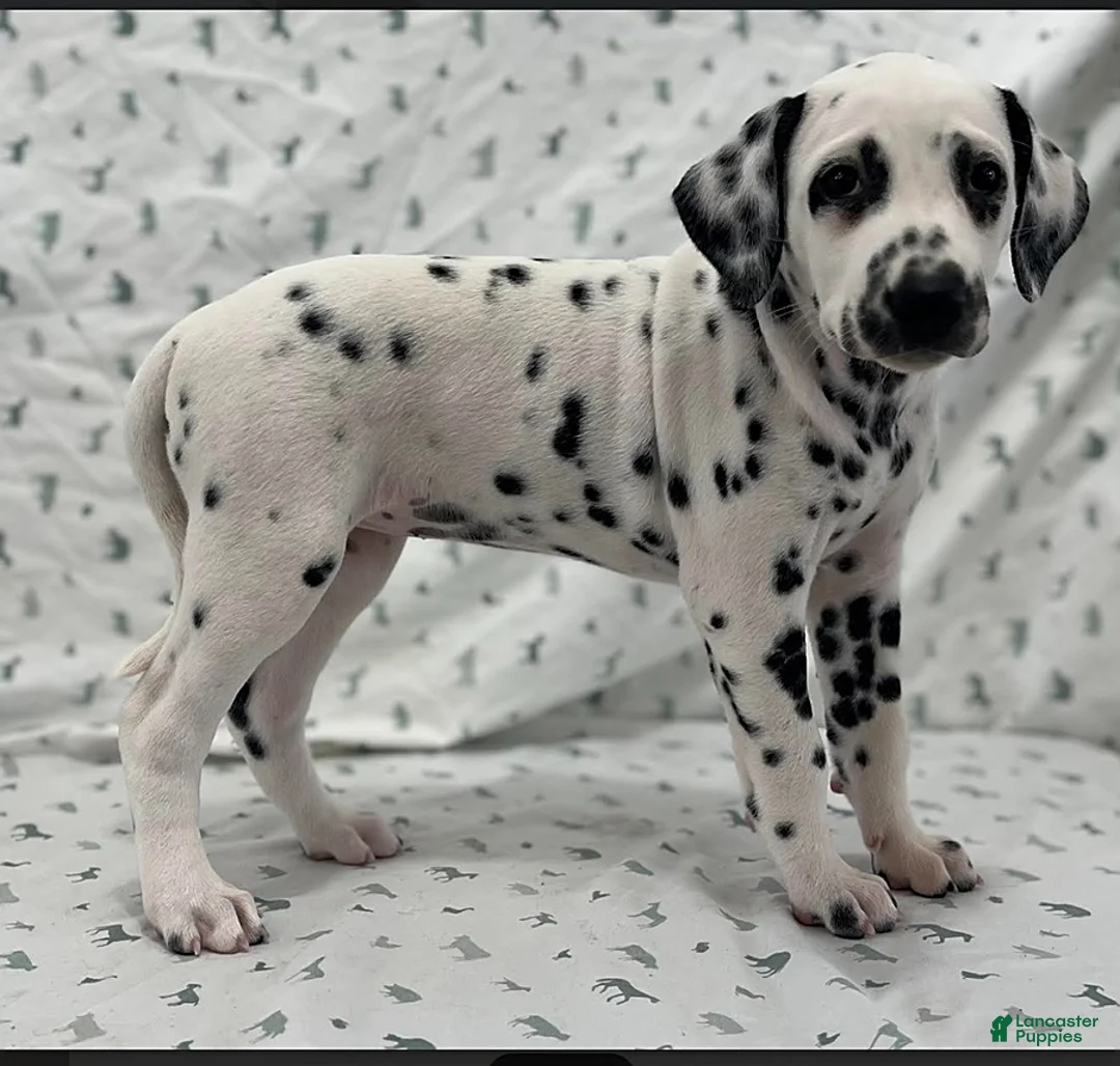 Dalmatian dogs for sale: Dana - Ad 2
