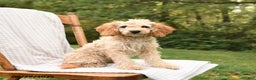 Cockapoo dogs for sale: Faith - Ad 6
