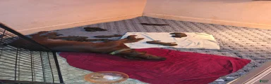 Redbone Coonhound 2