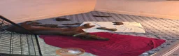 Redbone Coonhound dogs for sale: Redbone Coonhound 2 - Ad 1