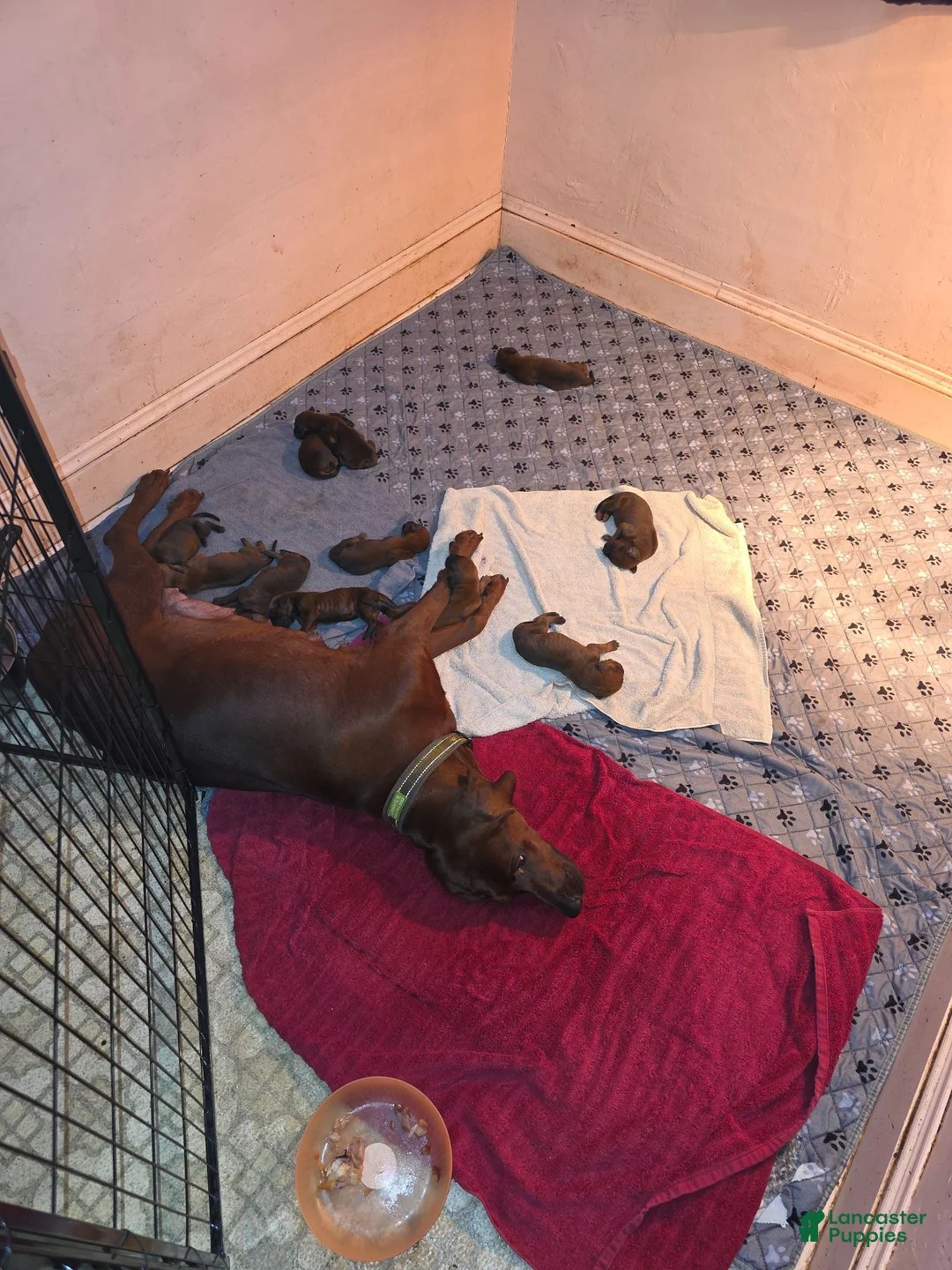 Redbone Coonhound dogs for sale: Redbone Coonhound 2 - Ad 1