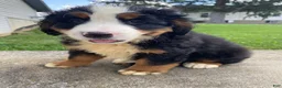 Bernese Mountain Dog dogs for sale: Ranger - Ad 3