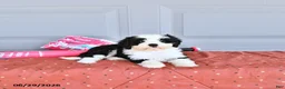 Mixed Breed dogs for sale: Pinklady - Ad 4