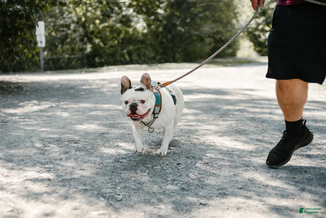 French Bulldog dogs for sale: Hulk - Ad 6