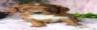 Cavapoo 8
