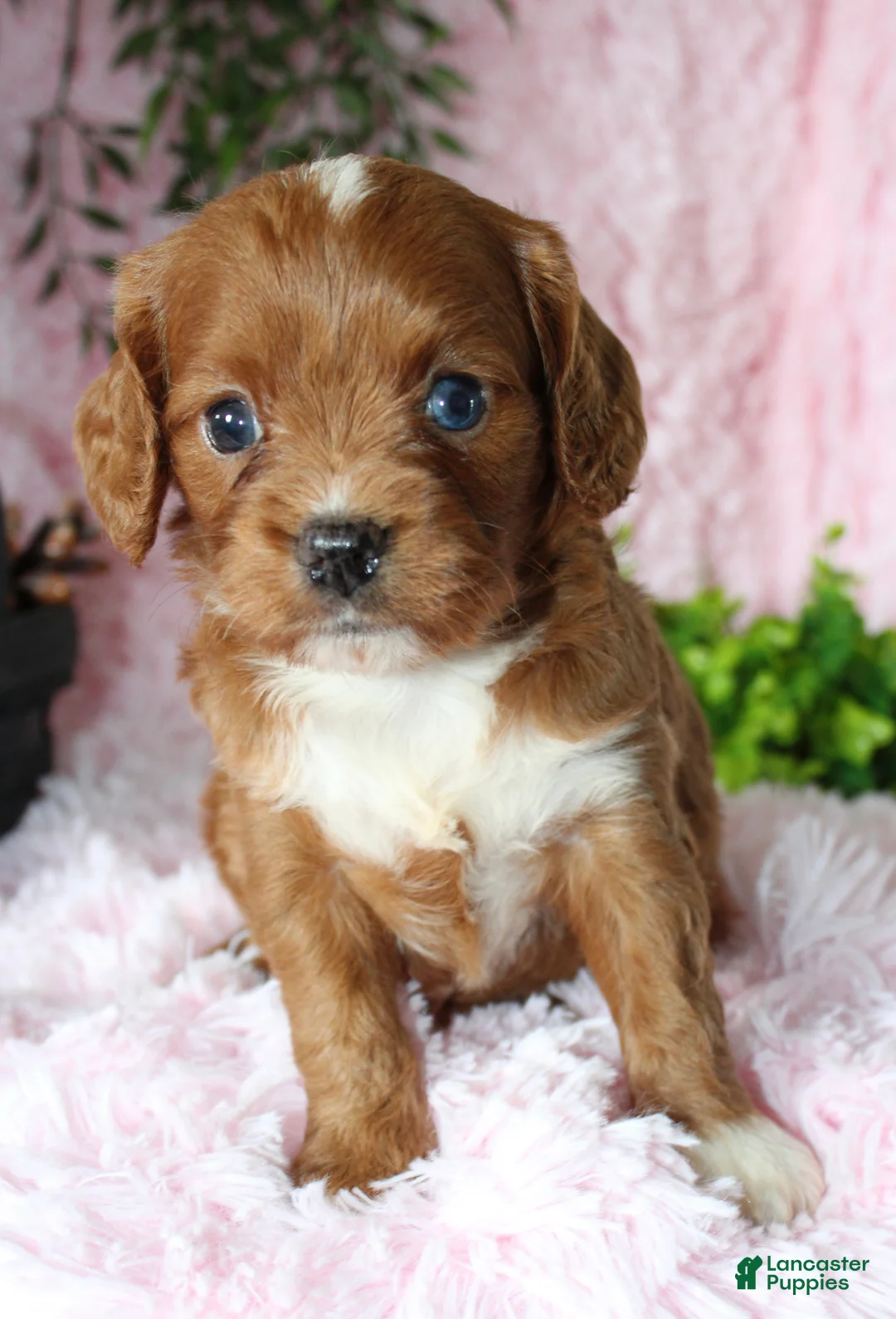 Cavapoo dogs for sale: Cavapoo 8 - Ad 1
