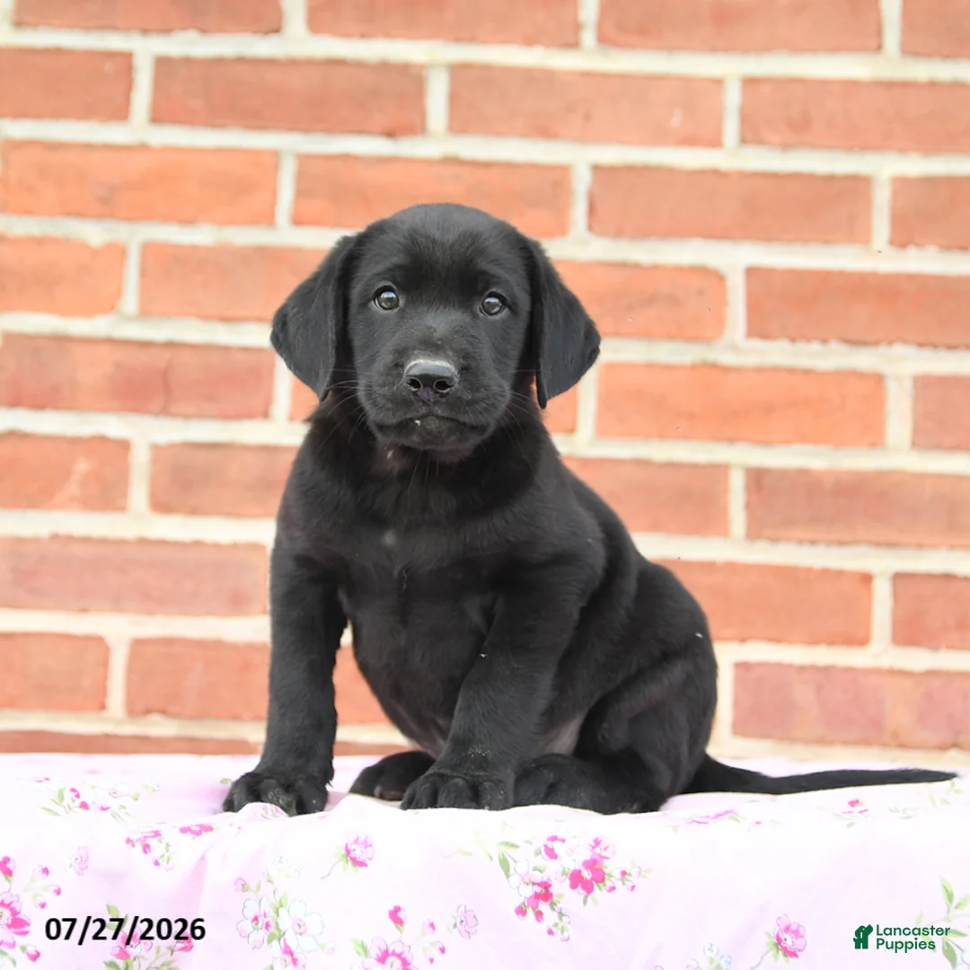 Labrador Retriever dogs for sale: Perry - Ad 3