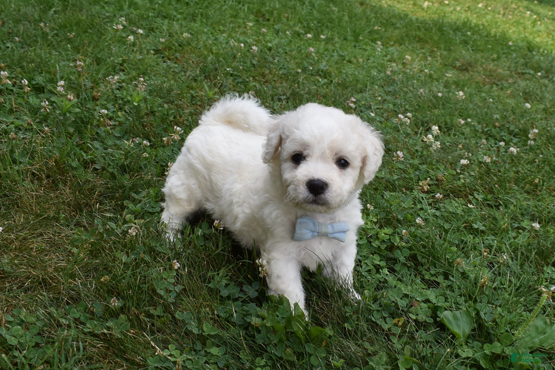 Cavachon dogs Tigger  - Ad 1
