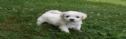 Cavachon dogs for sale: Tigger  - Ad 1