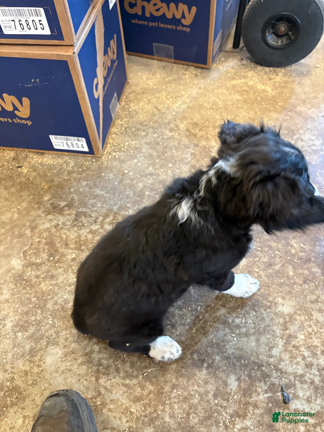 Mixed Breed dogs for sale: Female # 1 English Shepherd Doodle - Ad 2