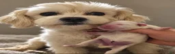 Malshi dogs for sale: Casey - Ad 7