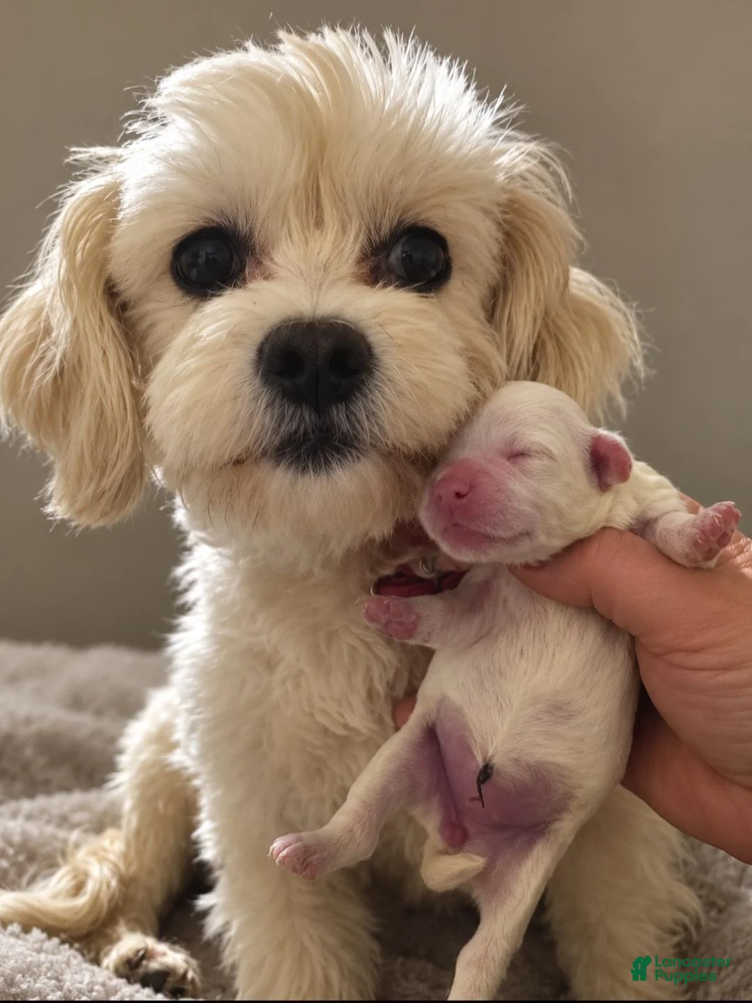 Malshi dogs for sale: Casey - Ad 7