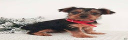 Yorkshire Terrier dogs for sale: Jerry - Ad 5