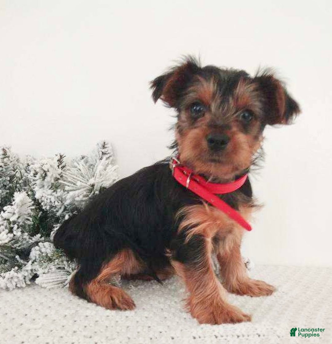 Yorkshire Terrier dogs for sale: Jerry - Ad 5