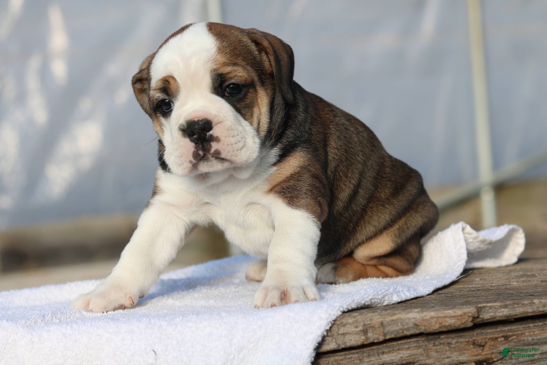 Mixed Breed dogs for sale: Sugar - Ad 4