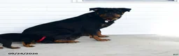 Rottweiler dogs for sale: Parker  - Ad 6