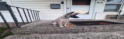 Mixed Breed dogs for sale: Stella - Ad 4